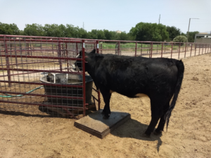 Picture of heifer at digital water intake system (DWIS)