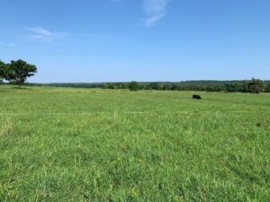 Perennial Warm Season Pasture