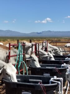 Figure 3.Brahman cows utilizing the DWIS Water Intake System at the Chihuahuan Desert Rangeland Research Center, Radium Springs, NM.