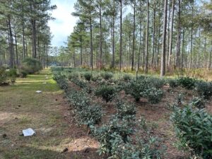 Fertilizer bags placed next to the treatment plots along Field #2 (experiment 1).