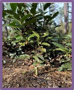 Figure 1.2 Fertilizer treatment was broadcasted to a tea plant under the canopy.