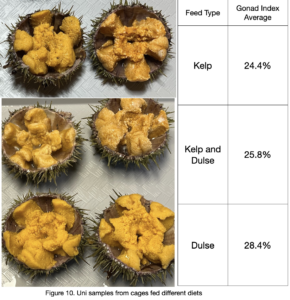 Figure 10. Kelp and Dulse Fed Urchins