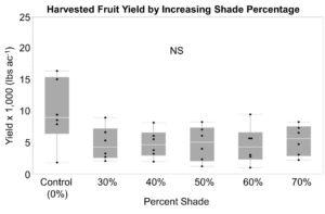Figure showing trend towards lower yield on plants that were shaded.