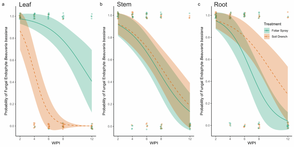 Trend graph showing the probability of recovering B. bassiana as an endophyte from leaf, stem, and root samples of peach seedlings treated with a fungal inoculum and tissues sampled 2, 6, 8, and 12 weeks post inoculation.