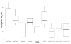 a box graph comparing the total root yield of 9 different sweetpotato varieties growing in Mount Vernon in 2024