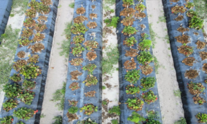 Our inoculated field trial.