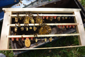 Queen cells are being drawn out on a three-queen bar frame.
