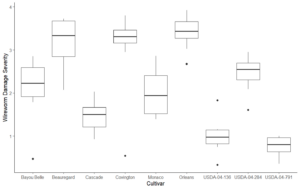 Box graph comparing wireworm damage between sweetpotato varieties grown in Mount Vernon, WA