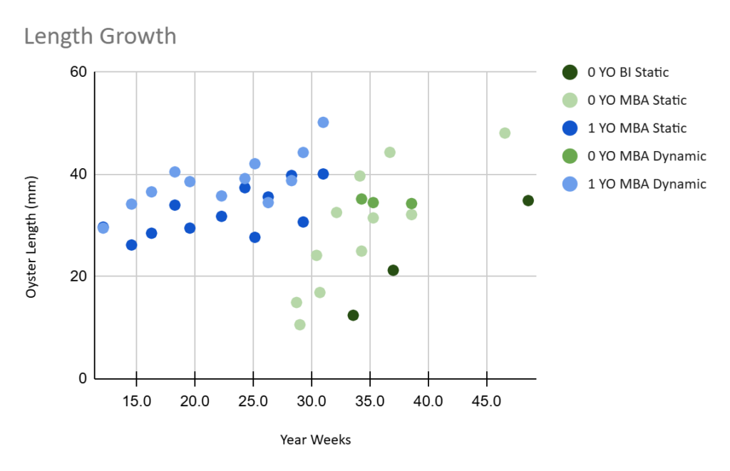 Figure 39: Oyster length vs. age, hatchery, and growing conditions. BI = Basket Island, MBA = Muscongus Bay Aquaculture, YO = Years Old.