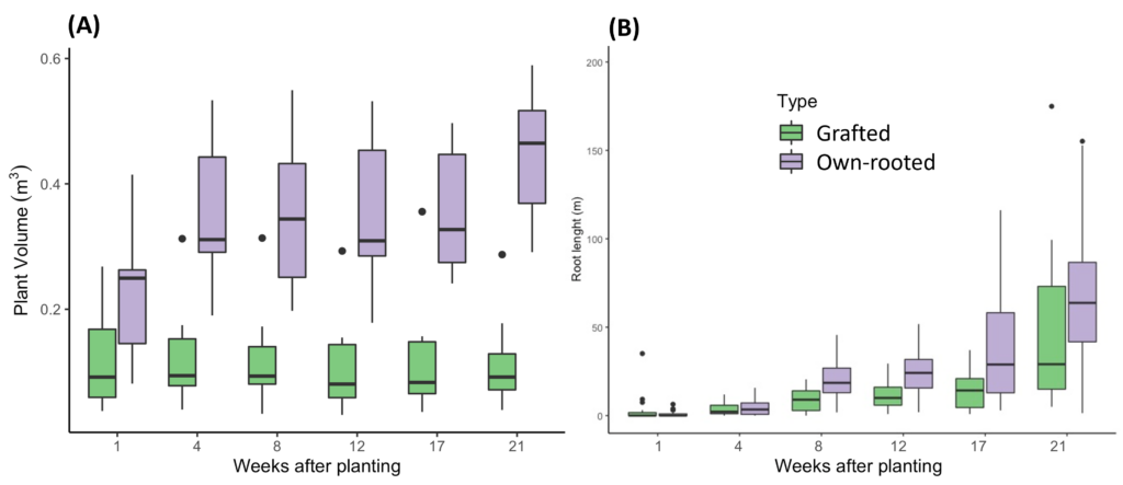 Plant volume (A) and total root length (B) of grafted and own-rooted blueberry plants in a microcosm experiment at the University of Florida.