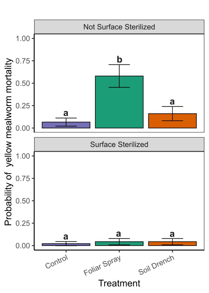 Bar graph depicting the probability of yellow mealworm mortality when exposed to non-surface sterilized and surface sterilized leaf tissues sampled from plants treated with a control, or soil drenched or foliar sprayed with a B. bassiana fungal inoculum.