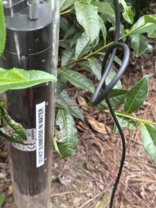 Fig. 4 CI-600 root scanner was installed 12 inches away from selected plants to collect root scans as a snapshot to evaluate root growth.