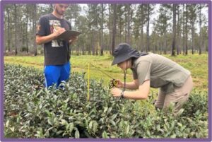 Fig 4 Plant height and widths were measured to calculate a size index as a measurement for plant growth response to fertilizer treatments.