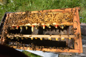 The best drawn cells are directly beneath the brood comb.