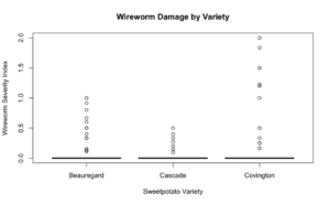 graph showing wireworm damage between three sweetpotato varieties grown in on-farm trials