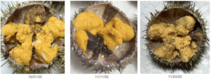Figure 4. Samples with discolored lobes