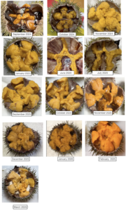 Figure 4. Uni Sampling 2024-2026