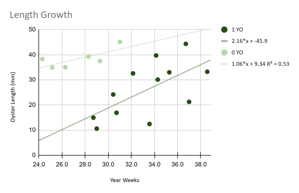 Figure 40: Oyster length vs. age during only the growing season so that a linear growth rate can be approximated.