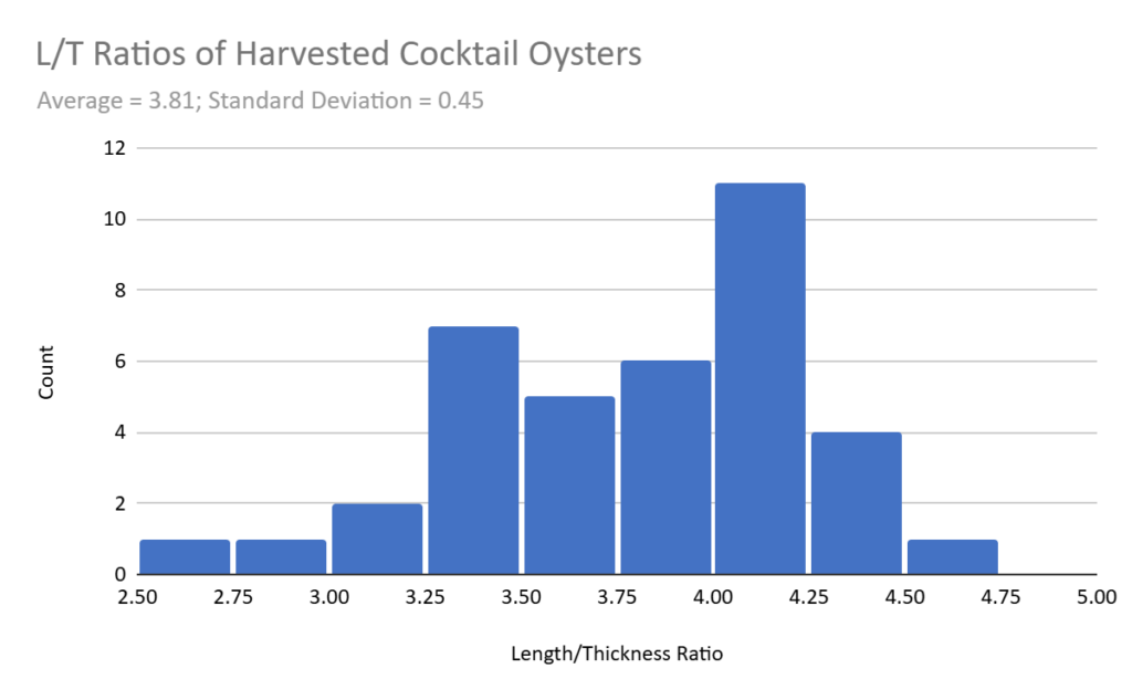 Figure 43; Length to width ratios measured from harvested cocktail oysters during this project, for use in calibrating the production model.