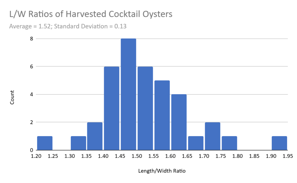 Figure 44: Length to thickness ratios measured from harvested cocktail oysters during this project, for use in calibrating the production model.