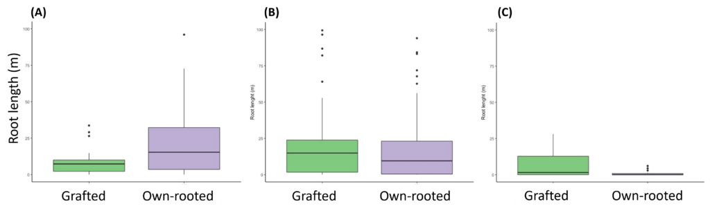Root length of grafted and own-rooted blueberry plants at depths of 0 cm to 22cm (A), 22 cm to 44 cm (B), and 44 cm to 66 cm (C) in a microcosm experiment at the University of Florida.
