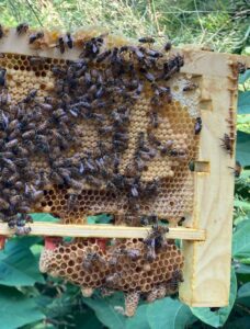 Close up of a frame with free-drawn comb attached to the queen bar, and queen cells built off of the comb.