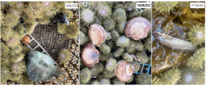 Figure 5. Lumpfish, Scallop, and Hake found in Urchin cages
