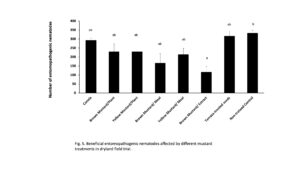 Beneficial entomopathogenic nematodes affected by different mustard treatments in dryland field trial.