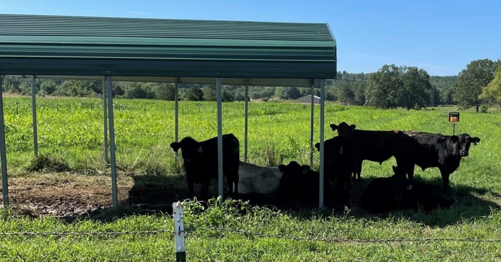 Figure 7.  Pastures with 12' strips of sorghum-sudangrass and cowpeas.