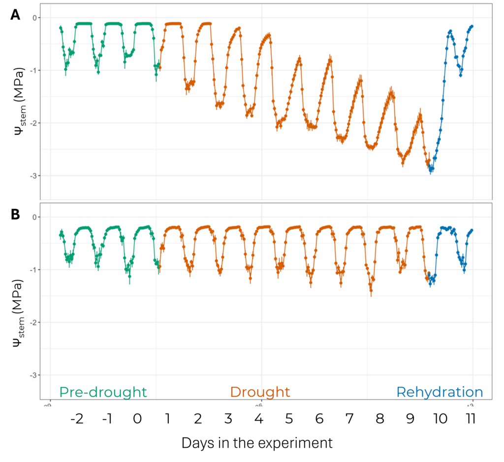 Stem water potential of own-rooted (A) and grafted (B) southern highbush blueberry plants during acclimation (green), drought (orange), and rehydration (blue) periods