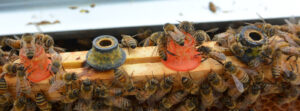 Close up of how the bees restricted the opening of the queen cups.