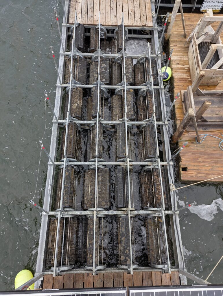 SN0002, the upgraded 3D-COAST raft launched during the SARE project, fully loaded with 2025 oyster seed. Other 3D-COAST rafts already launched received the same design upgrades, brining all the prototypes up to the latest specification for the season of testing.