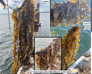 Figure 8. Farmed kelp for urchin feed 
