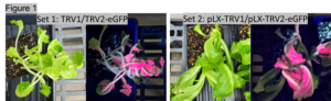 Figure 1: White light and GFP images of two sets of tobacco virus plasmid. No GFP fluorescence was observed. 