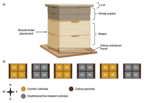Field site colony configuration schematic, showing the parts of a colony. The bottom part of the image is a schematic of the field site set up