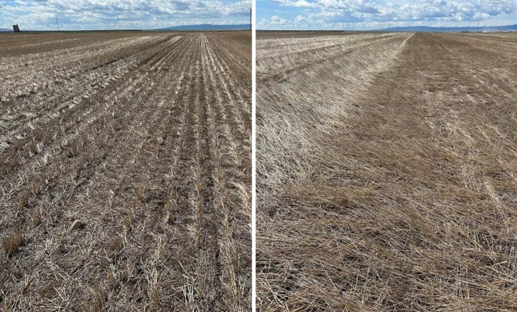 Short stubble in left image and tall stubble in right image.