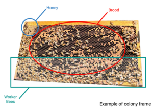 Example photo of colony frame, circling areas that have either brood or bees that experimenters would estimate.