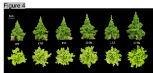 Figure 4. Representative images of water control, carbon nanoparticles (CNP) and microRNA treated plants in lettuce. 