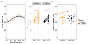 Data showing that Colonies gained same amount of weight over the course of the season regardless of treatment 