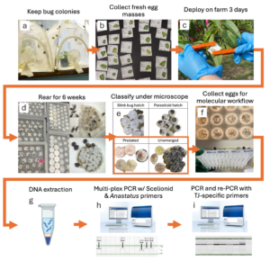 workflow of egg mass handling methods