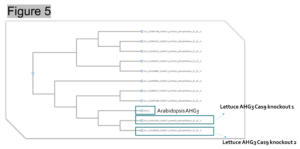 Figure 5. Two AHG3 lettuce homologs were found closely related to Arabidopsis AHG3.