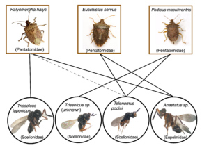 stink bug parasitoid food web connectivity