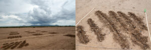 Field photos of site preparation and seed pellets application