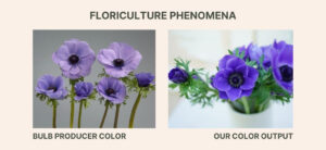Floriculture PHENOMENA