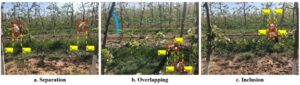 Flower cluster locations