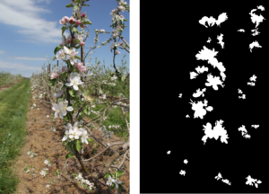 Apple flower cluster segmentation