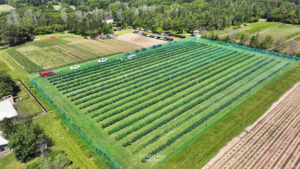 2-acre honeyberry orchard at Haskap Minnesota