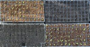 lettuce vegetable start trial peat moss vs 100% frass
