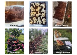 Photos of growing ginger from pre-sprout to harvest