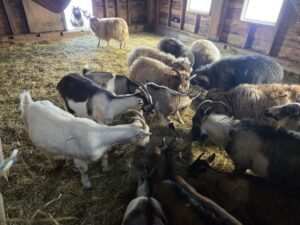 Goats and Sheep Spreading Bedding